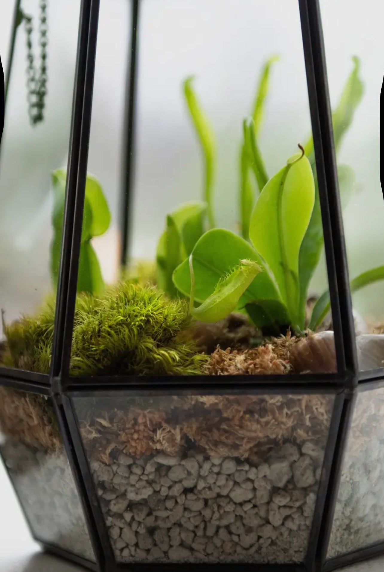 Terrarium Class