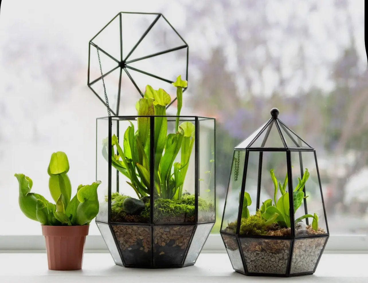 Terrarium Class